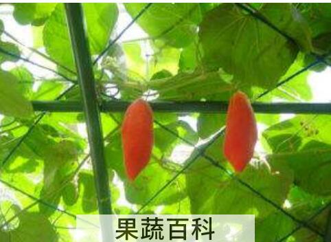变色瓜怎么吃 变色瓜的吃法大全