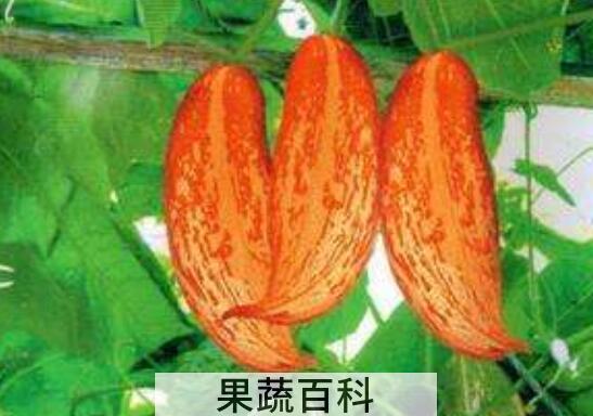 变色瓜怎么吃 变色瓜的吃法大全