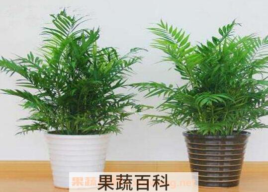 袖珍椰子怎么养 袖珍椰子的养殖方法和注意事项