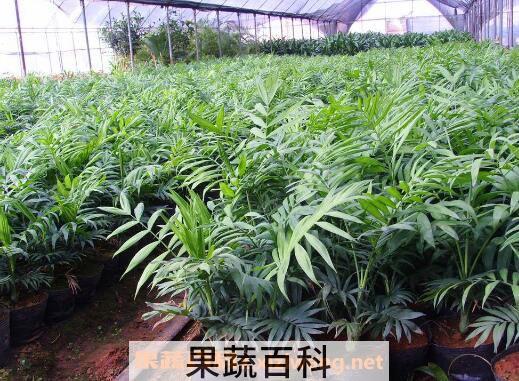 袖珍椰子怎么养 袖珍椰子的养殖方法和注意事项