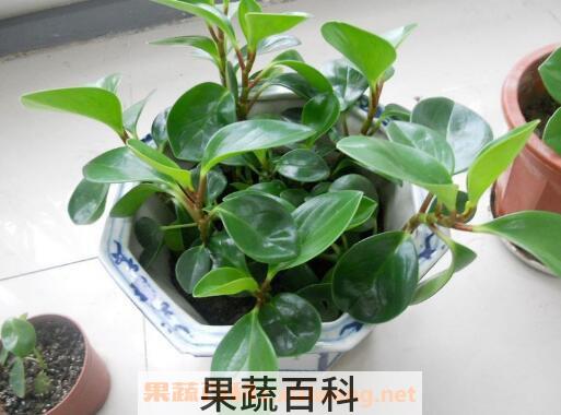 碧玉花怎么养 碧玉花的养殖方法和注意事项