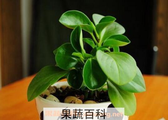 碧玉花怎么养 碧玉花的养殖方法和注意事项