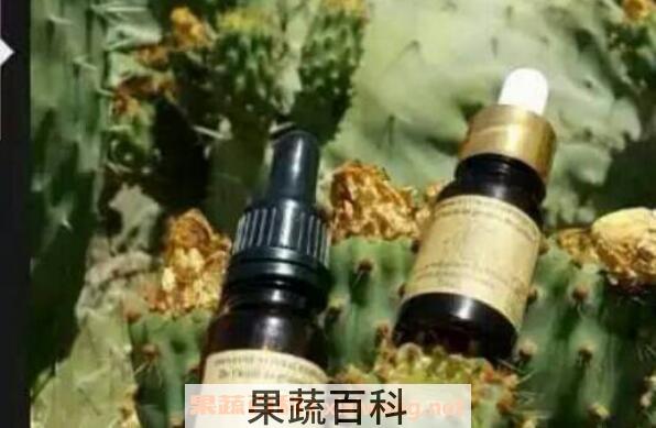 仙人掌精油的功效与作用