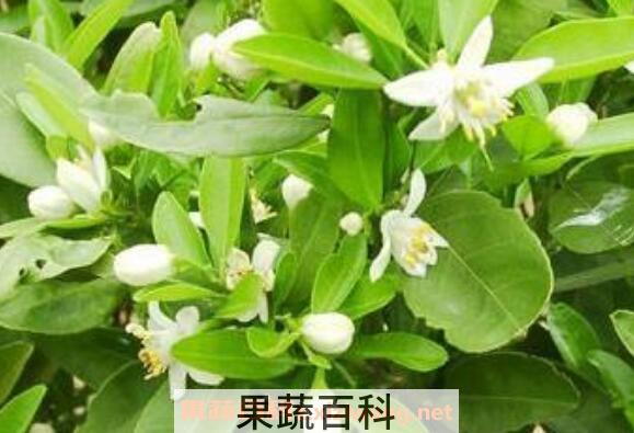 精油橙花的功效与作用及用法