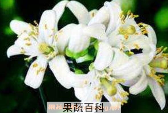 精油橙花的功效与作用及用法