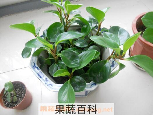 青叶碧玉怎么养 青叶碧玉的养殖方法和注意事项