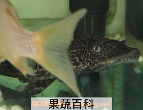  清道夫鱼肉的功效作用
