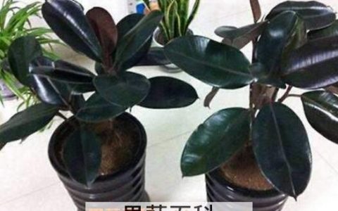 橡皮树如何养 橡皮树的养殖方法和注意事项
