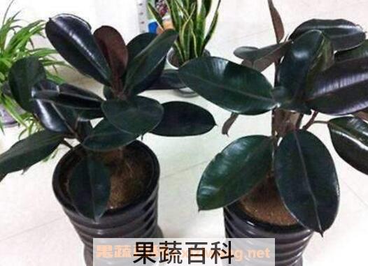 橡皮树如何养 橡皮树的养殖方法和注意事项