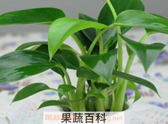 金钻如何养 金钻的养殖方法和注意事项