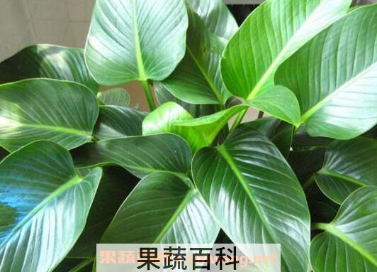 金钻如何养 金钻的养殖方法和注意事项
