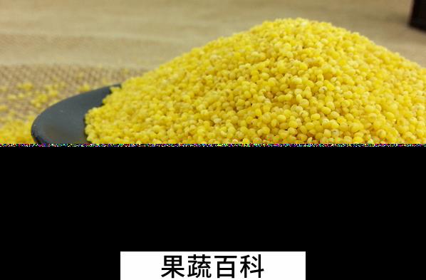 果蔬百科小米的营养价值
