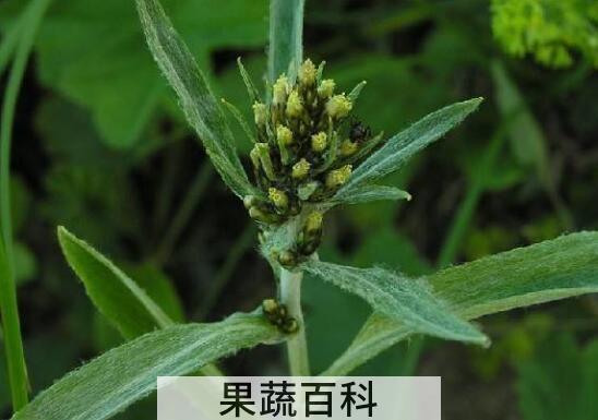 鼠麴草的功效与作用及禁忌
