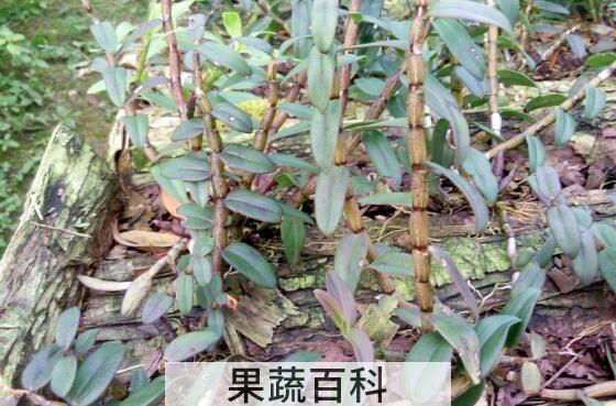 女人吃石斛的好处与害处