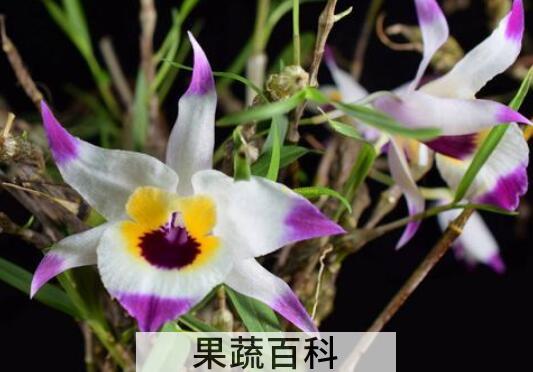 金钗石斛在家怎么养