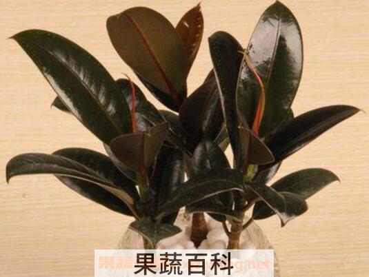 黑金刚怎么扦插 黑金刚的扦插方法技巧