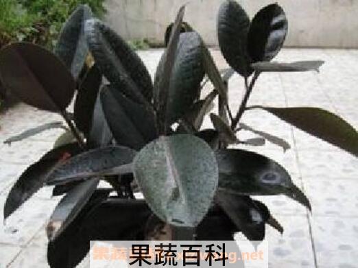 黑金刚怎么扦插 黑金刚的扦插方法技巧