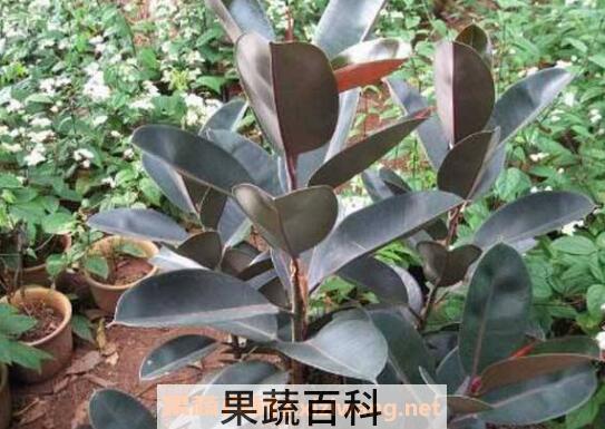 黑金刚怎么摘心分枝 养殖黑金刚的注意事项