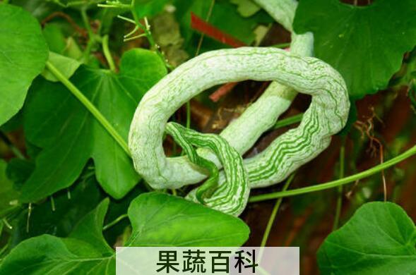 蛇瓜的功效与作用 蛇瓜的禁忌