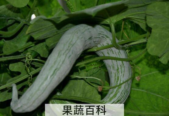 蛇瓜的功效与作用 蛇瓜的禁忌
