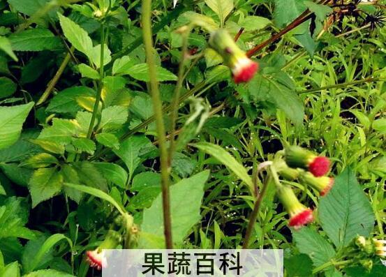革命菜的功效与作用及禁忌