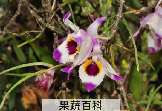 串珠石斛的功效与作用 串珠石斛的药用价值