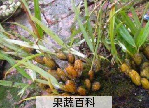 串珠石斛的功效与作用 串珠石斛的药用价值