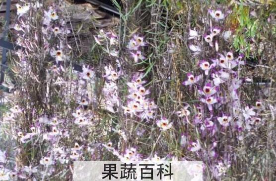 串珠石斛怎么养