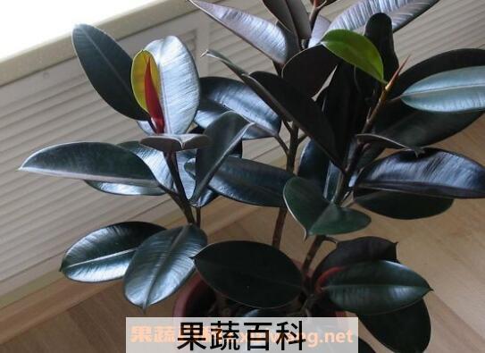 黑金刚怎么养 黑金刚的养殖方法和注意事项