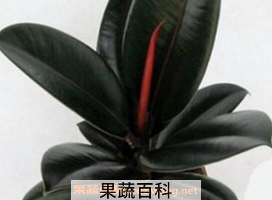 黑金刚怎么养 黑金刚的养殖方法和注意事项