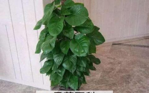 大叶绿萝的养殖方法和注意事项