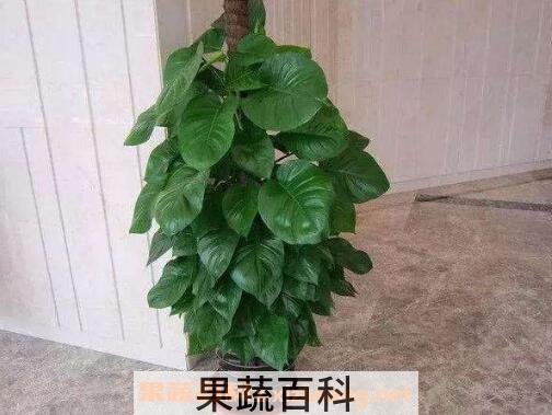 大叶绿萝的养殖方法和注意事项