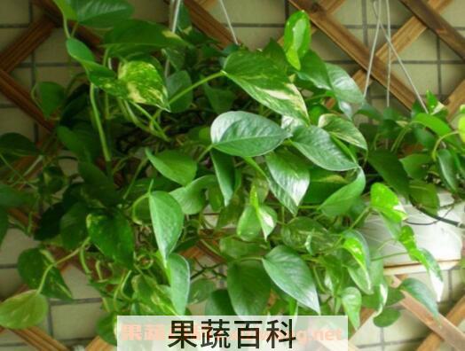 大叶绿萝的养殖方法和注意事项