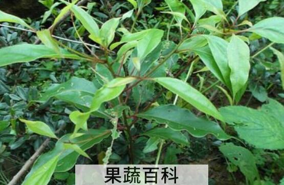 革命菜怎么吃 革命菜的正确食用方法