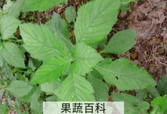 革命菜怎么吃 革命菜的正确食用方法