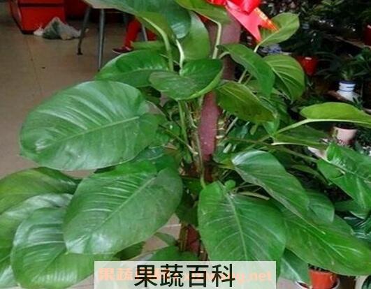 大叶绿萝如何修剪