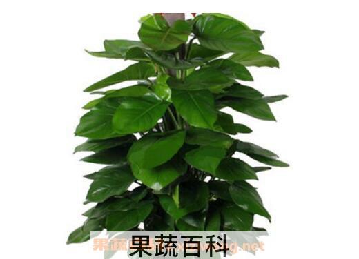 大叶绿萝如何修剪