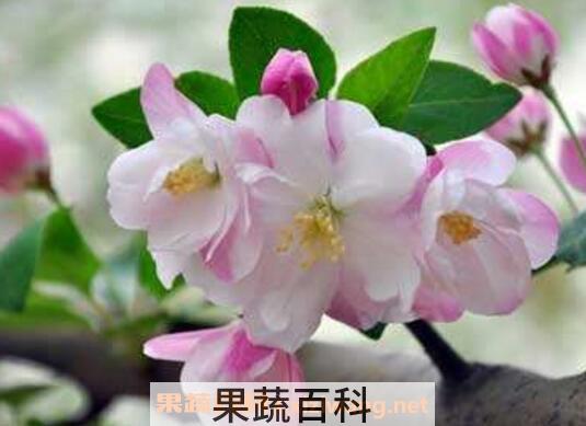 海棠花的养殖方法和注意事项 