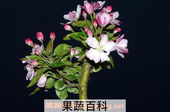 海棠花的养殖方法和注意事项 