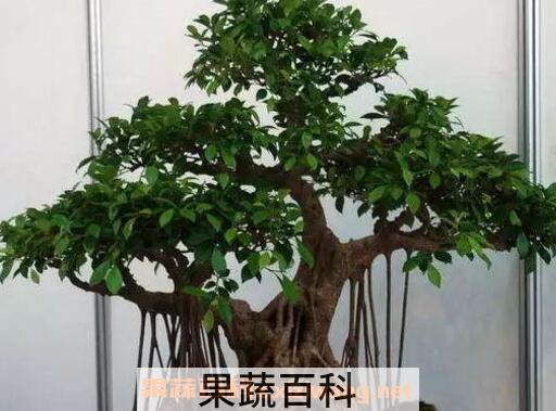 榕树盆景怎么养 养殖榕树盆景的注意事项