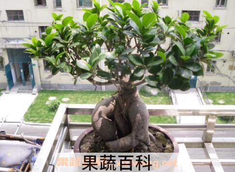 榕树盆景怎么养 养殖榕树盆景的注意事项