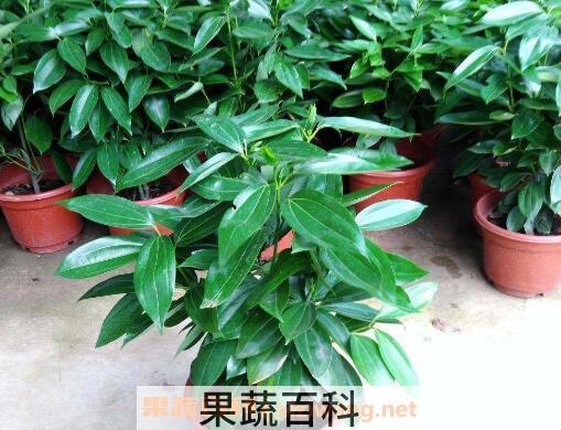 平安树如何养 平安树的养殖方法和注意事项 