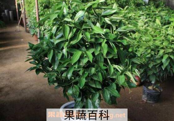 平安树如何养 平安树的养殖方法和注意事项 