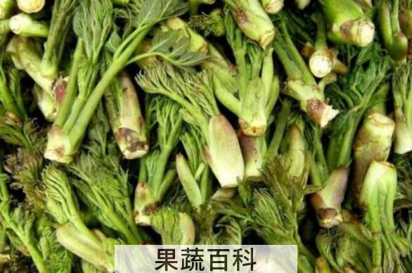 刺老芽的功效与作用