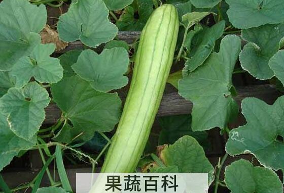 越瓜的功效与作用 越瓜怎么吃