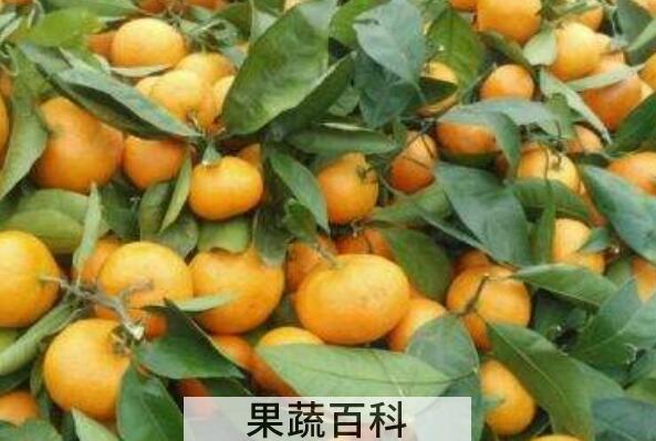 叶桔的营养价值和功效
