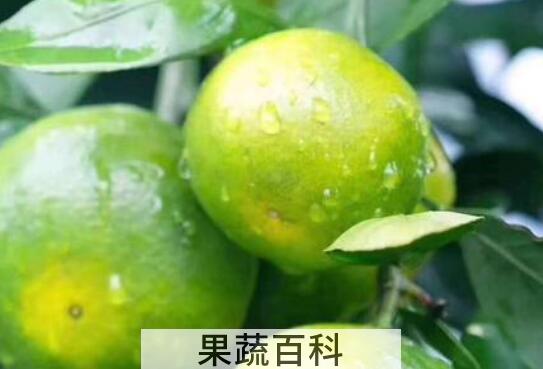 青皮桔子的功效与作用