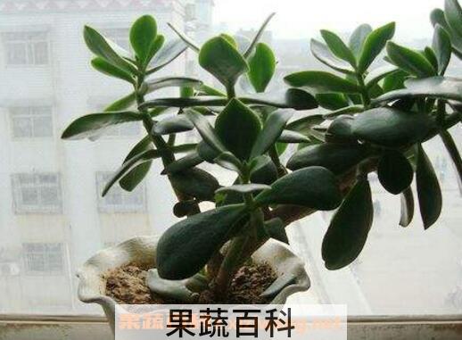玉树如何养 玉树的养殖方法和注意事项 