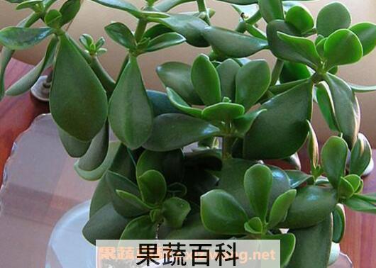 玉树如何养 玉树的养殖方法和注意事项 