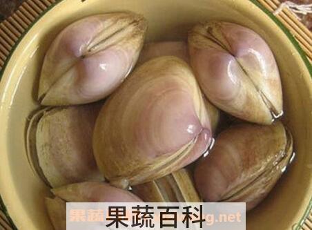 海蚌壳的药用价值